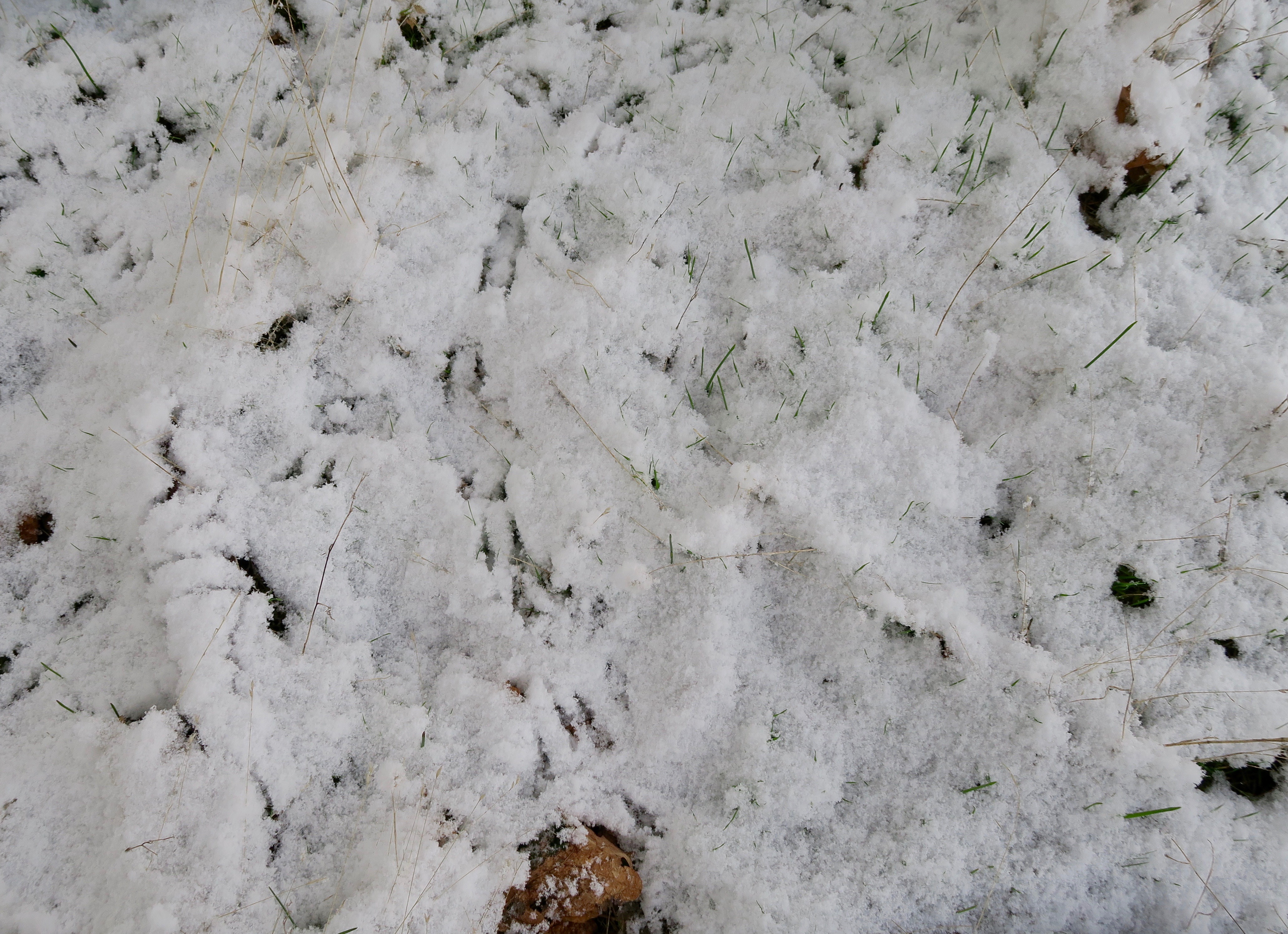 Oregon Junco tracks in snow, Rogue River National Forest