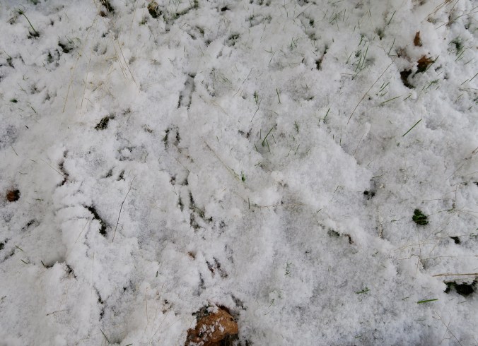 Oregon Junco tracks in snow, Rogue River National Forest