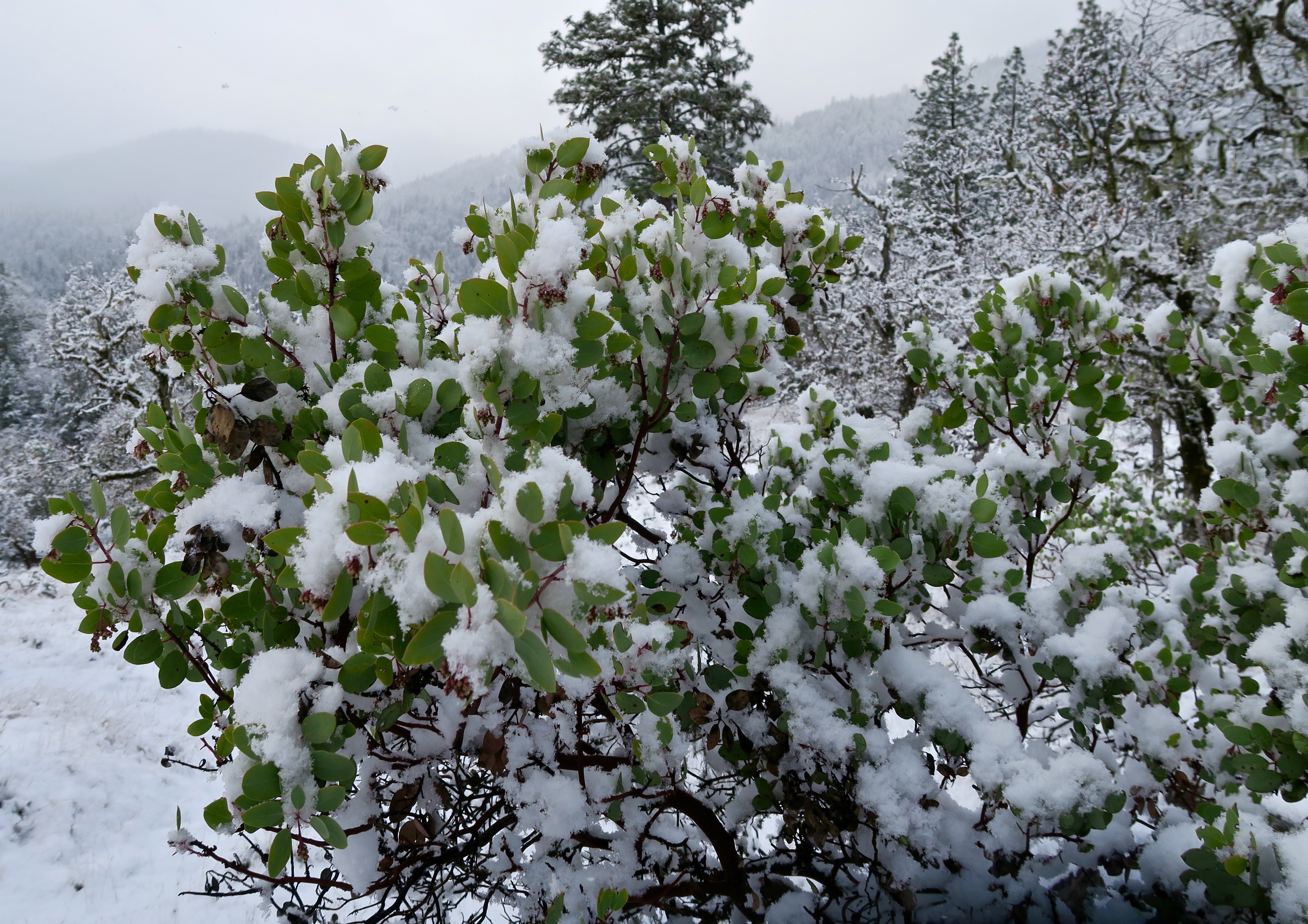 Manzanita covered in snow, Rogue River National Forest in Southern Oregon