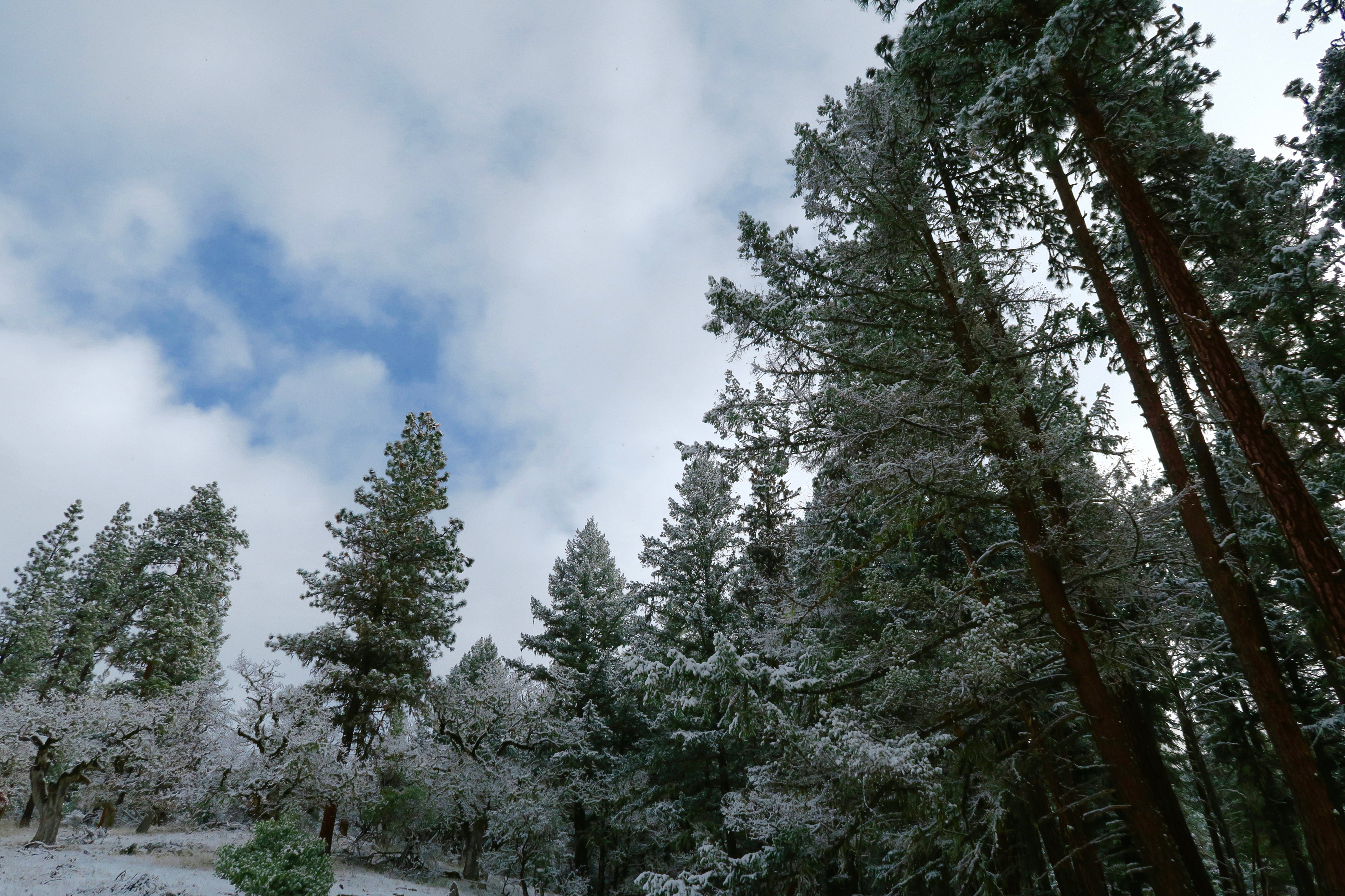 Rogue River National Forest on a snowy day