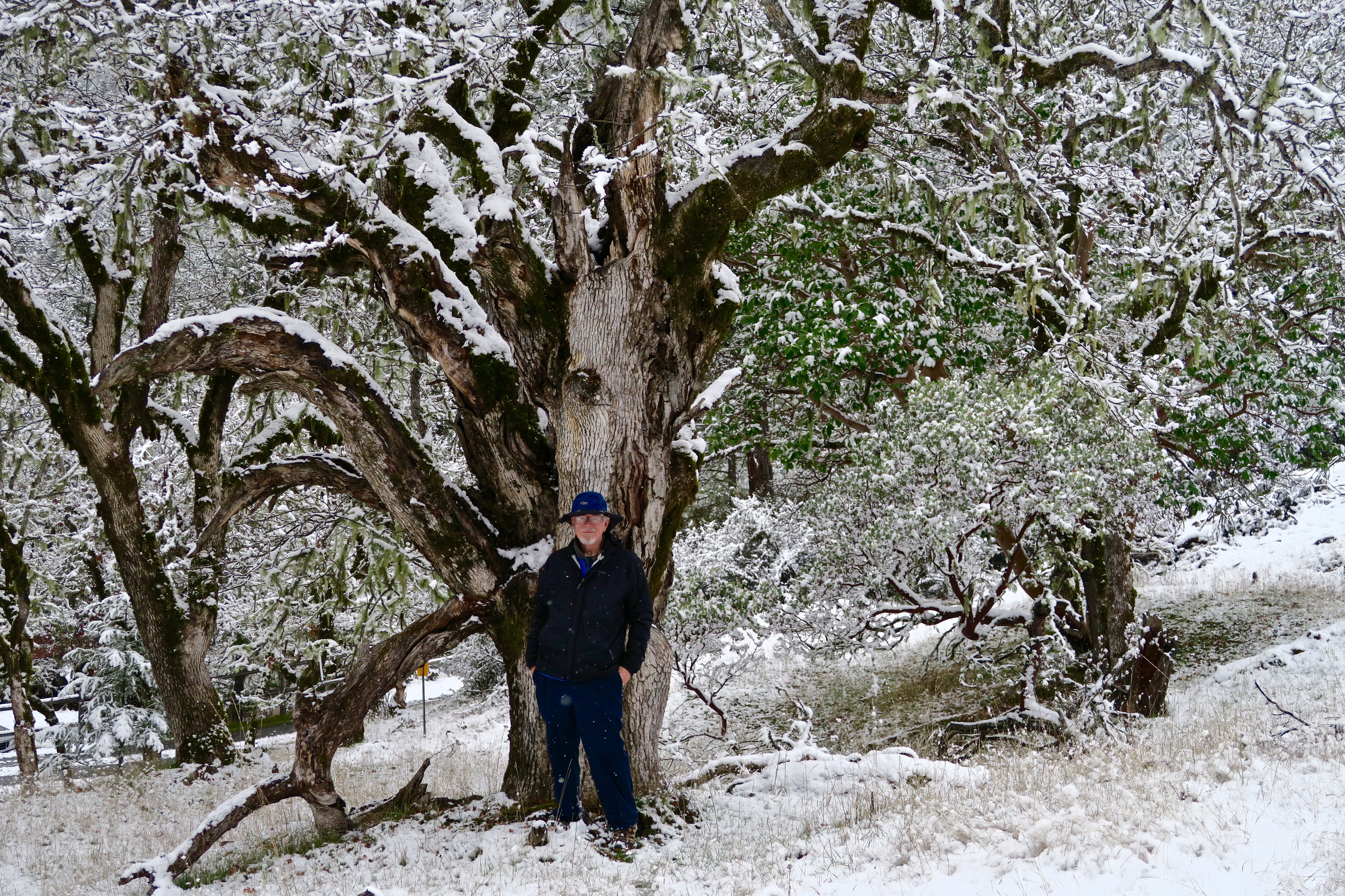 Old oak tree in Rouge River National Forest with Curt Mekemson
