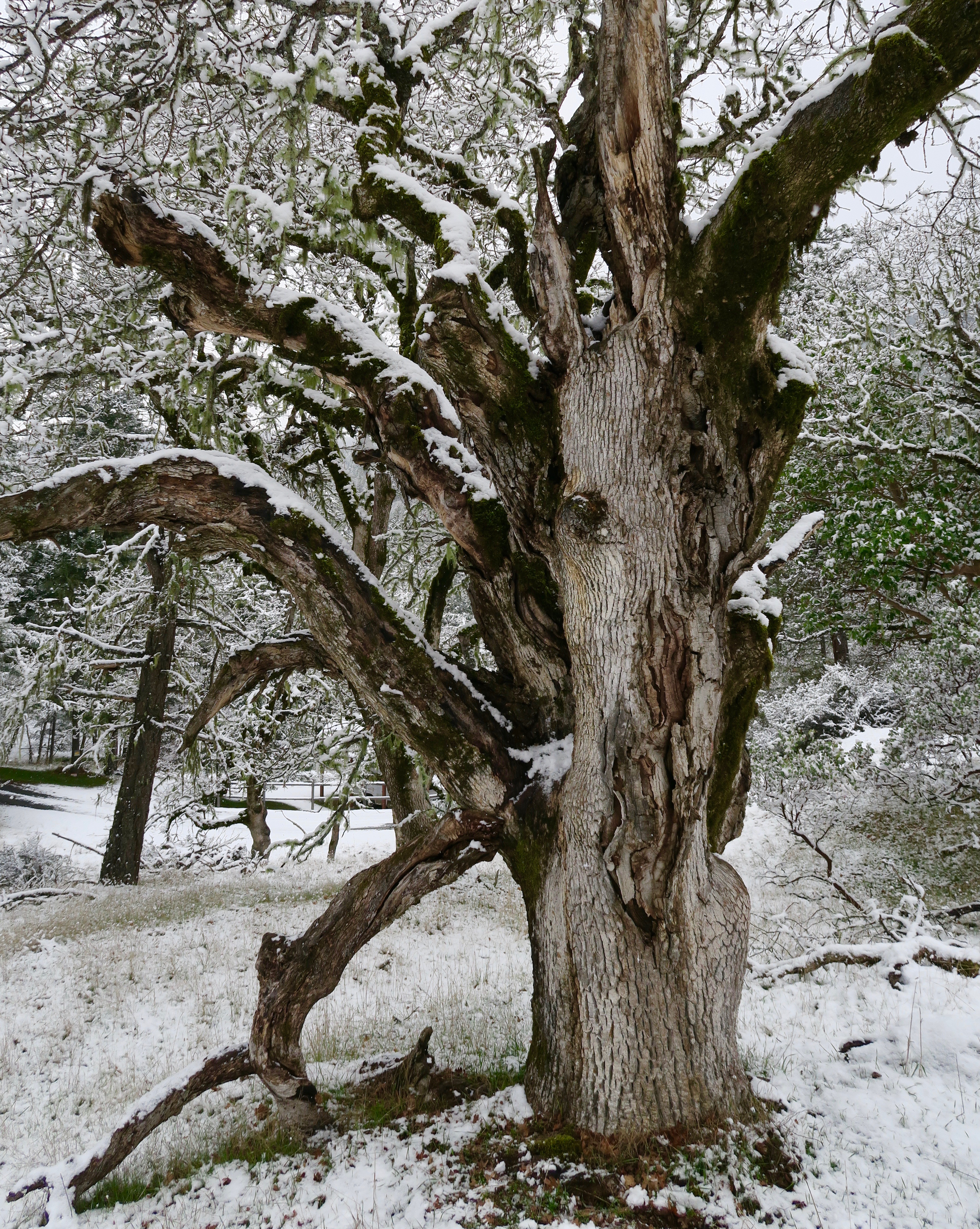 Fanghorn Forest tree in Rogue River National Forest, Southern Oregon