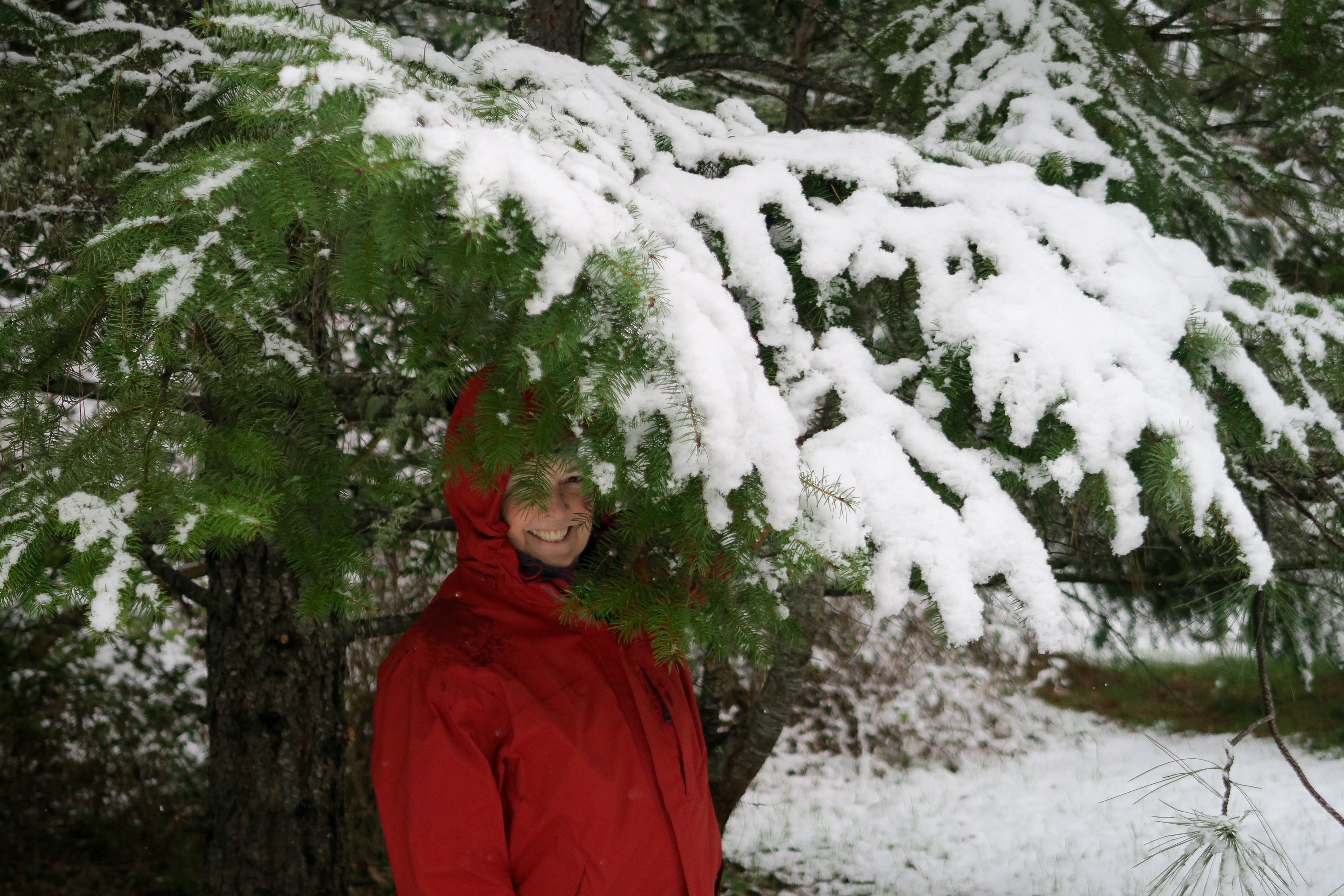Peggy Mekemson under snow covered Douglas fir limb