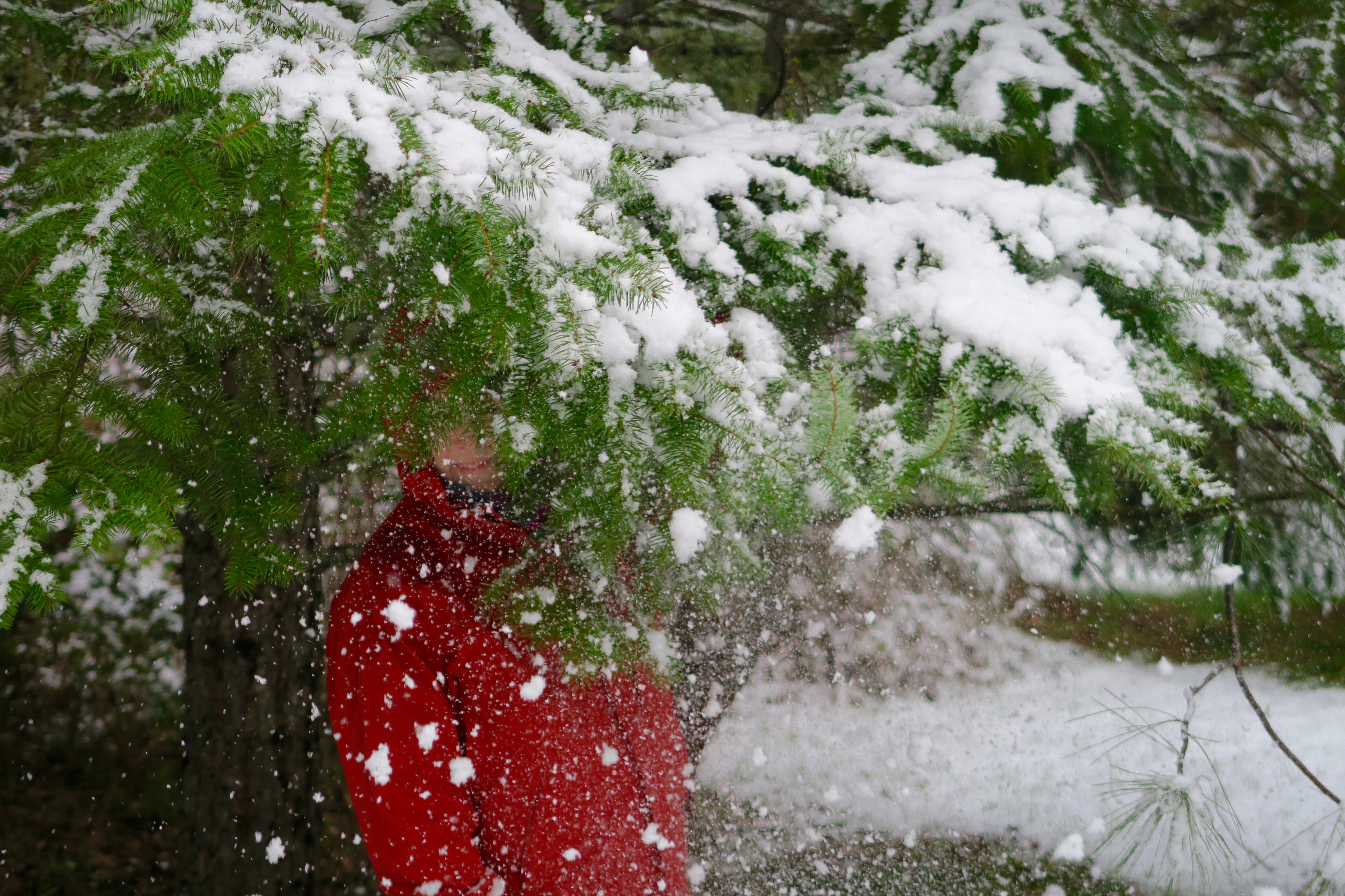 Snow falls off limb onto Peggy Mekemson