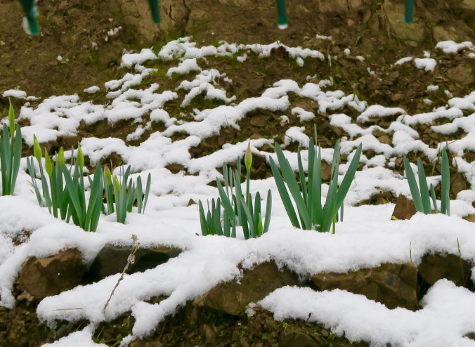 Daffodils in snow
