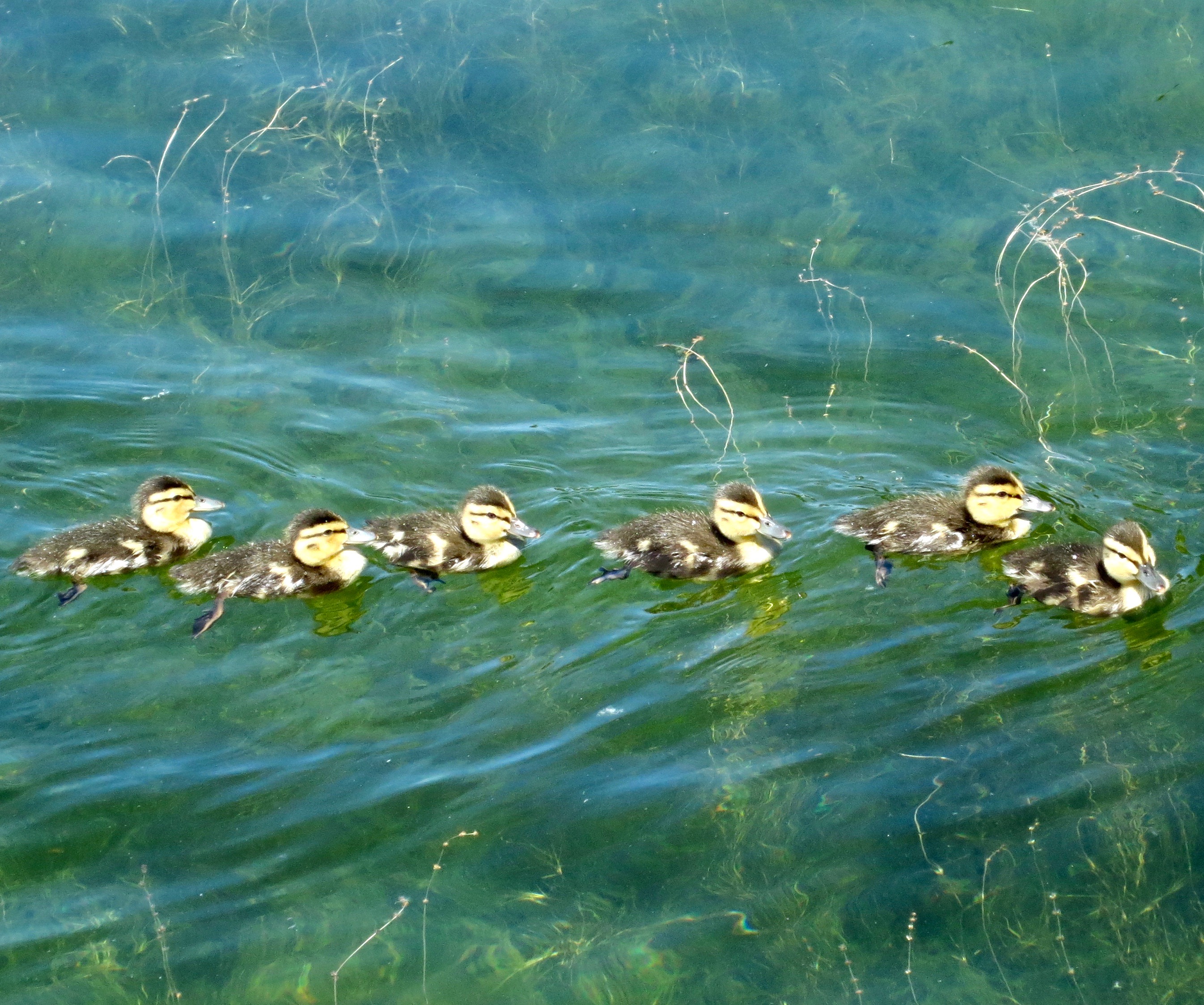 Ducklings on Dragon Lake near Quesnel, BC