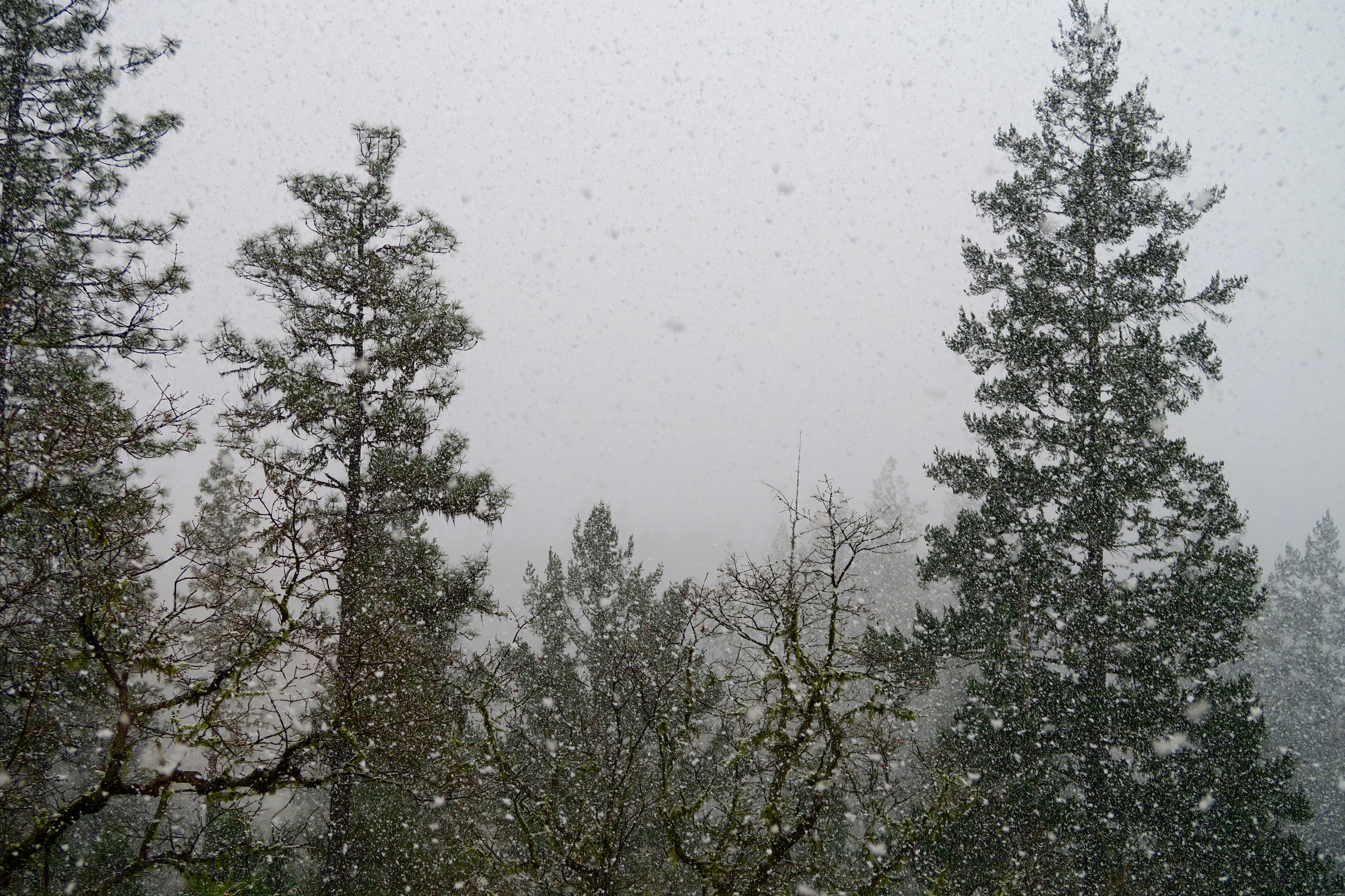 Snowing in the Upper Applegate Valley