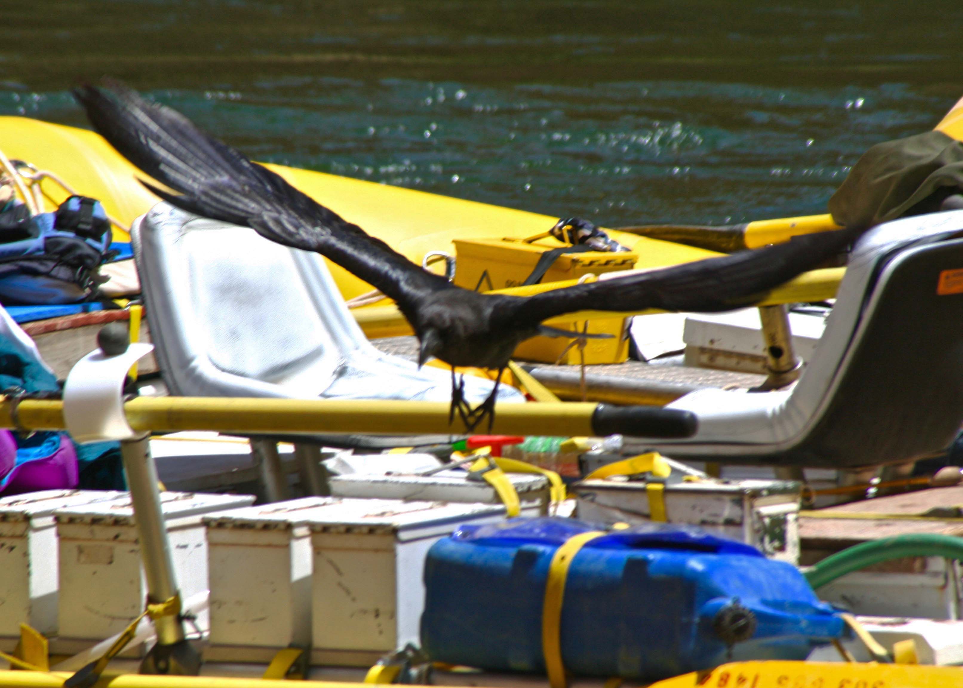 Raven arrives on raft in Colorado