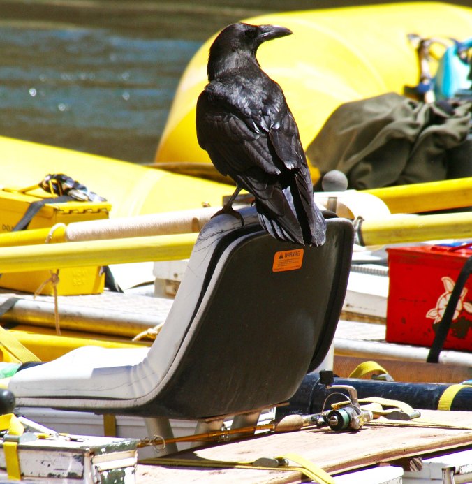 Raven visits on the Colorado in the Grand Canyon