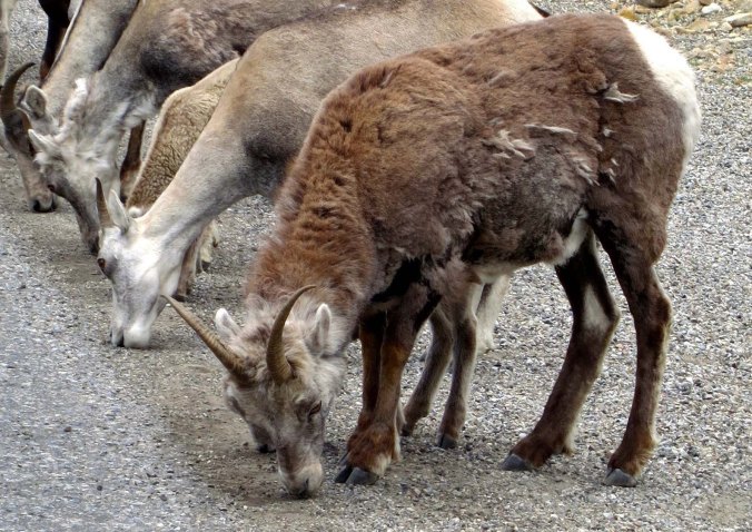 Stone Mountain sheep on Alaska Highway