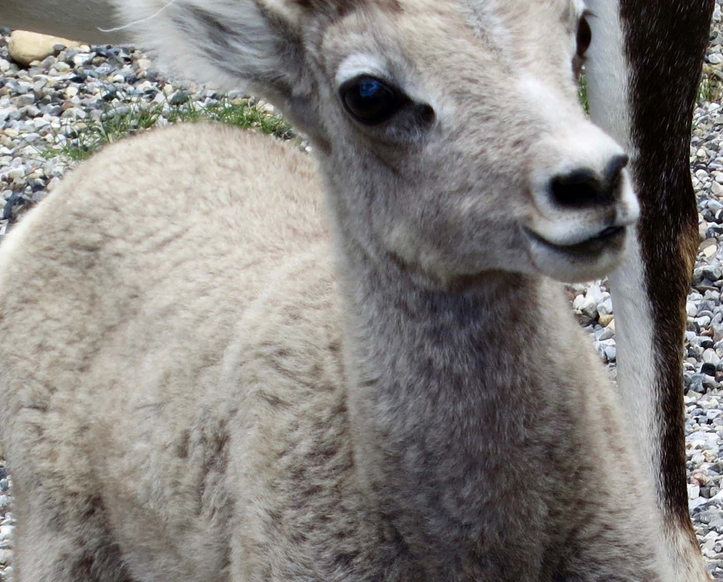 Stone sheep kid at Stone Mountain along the Alaska Highway