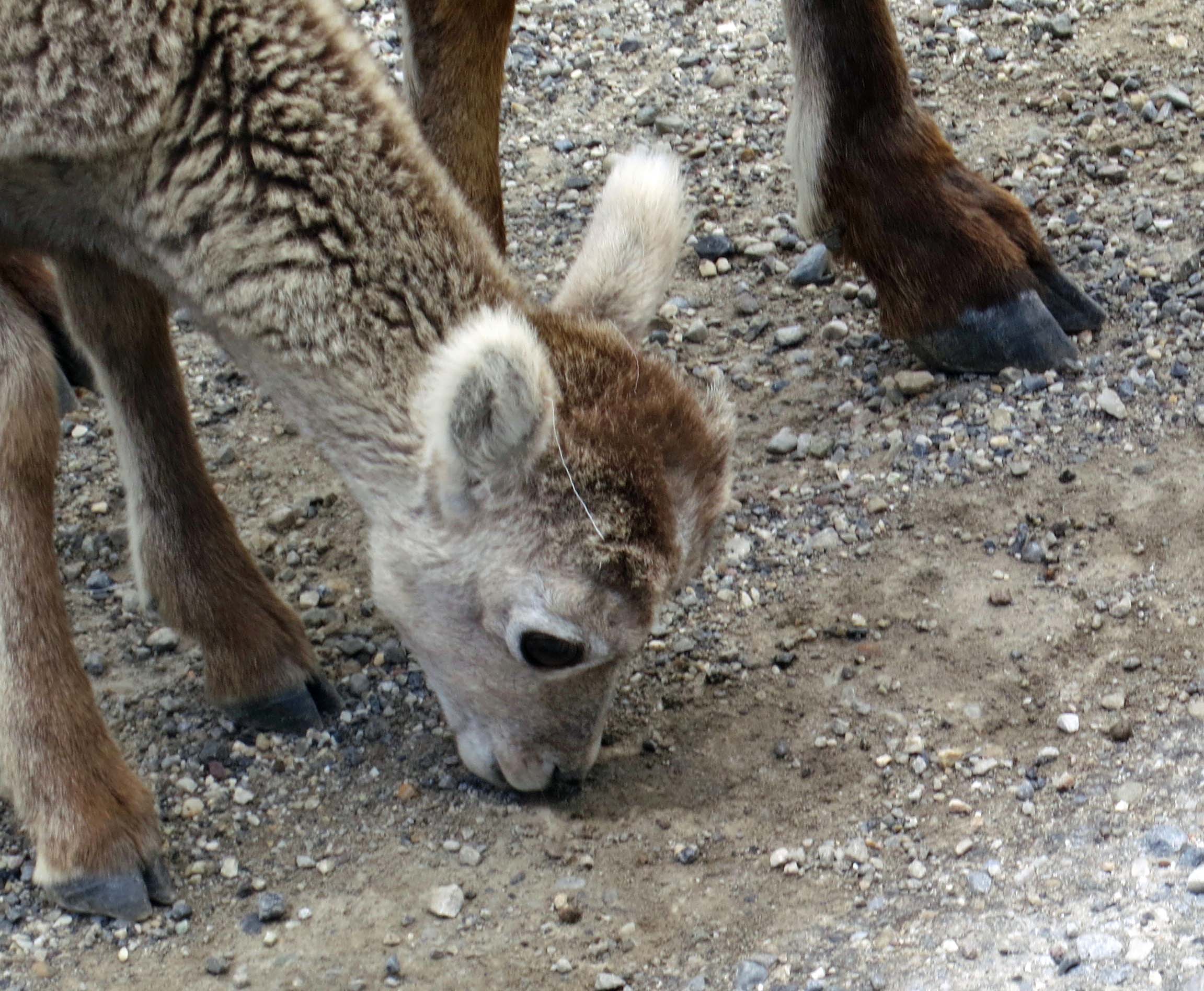 Stone sheep kid