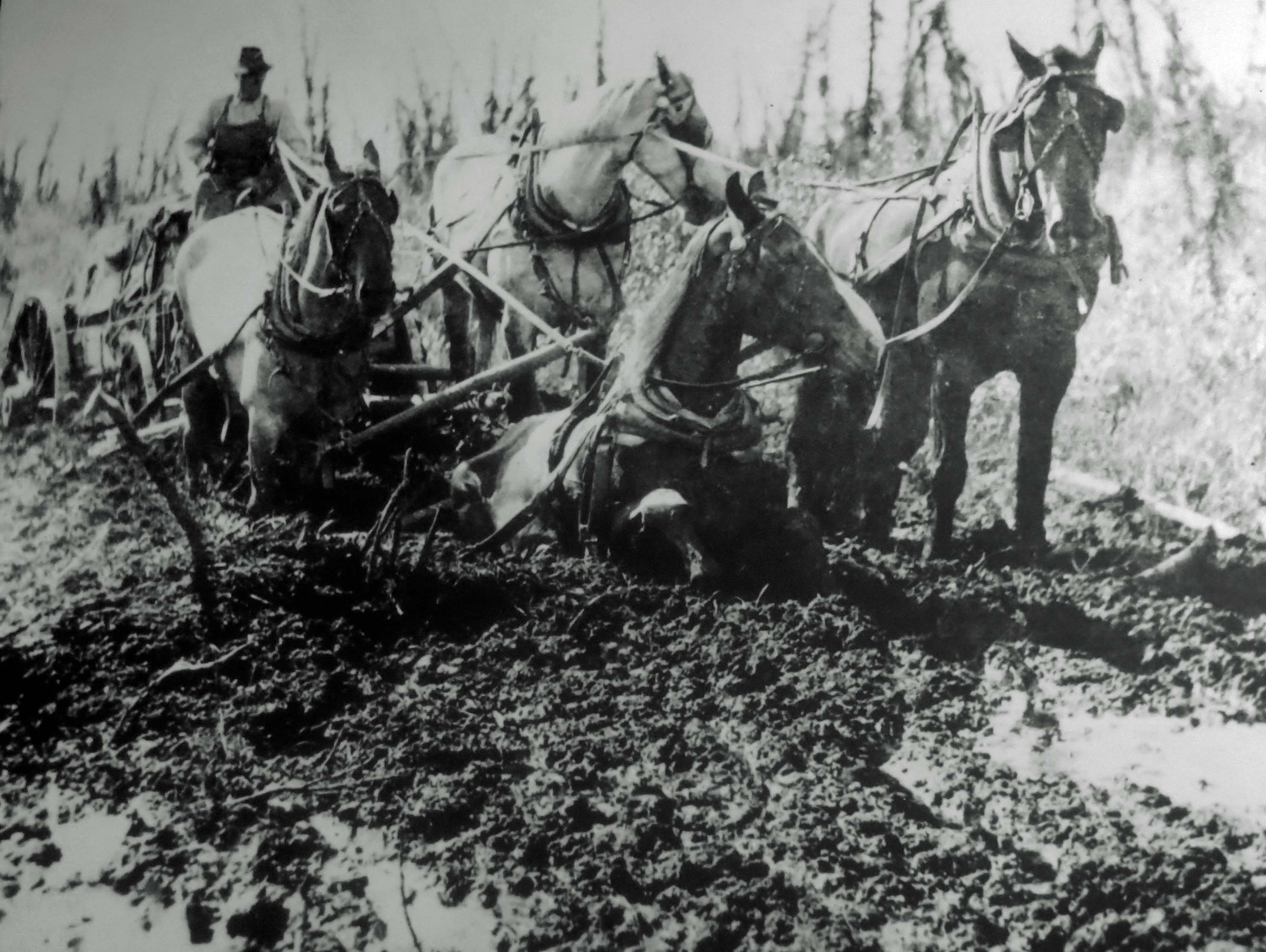 Team sinking in mud when building Alaska Highway