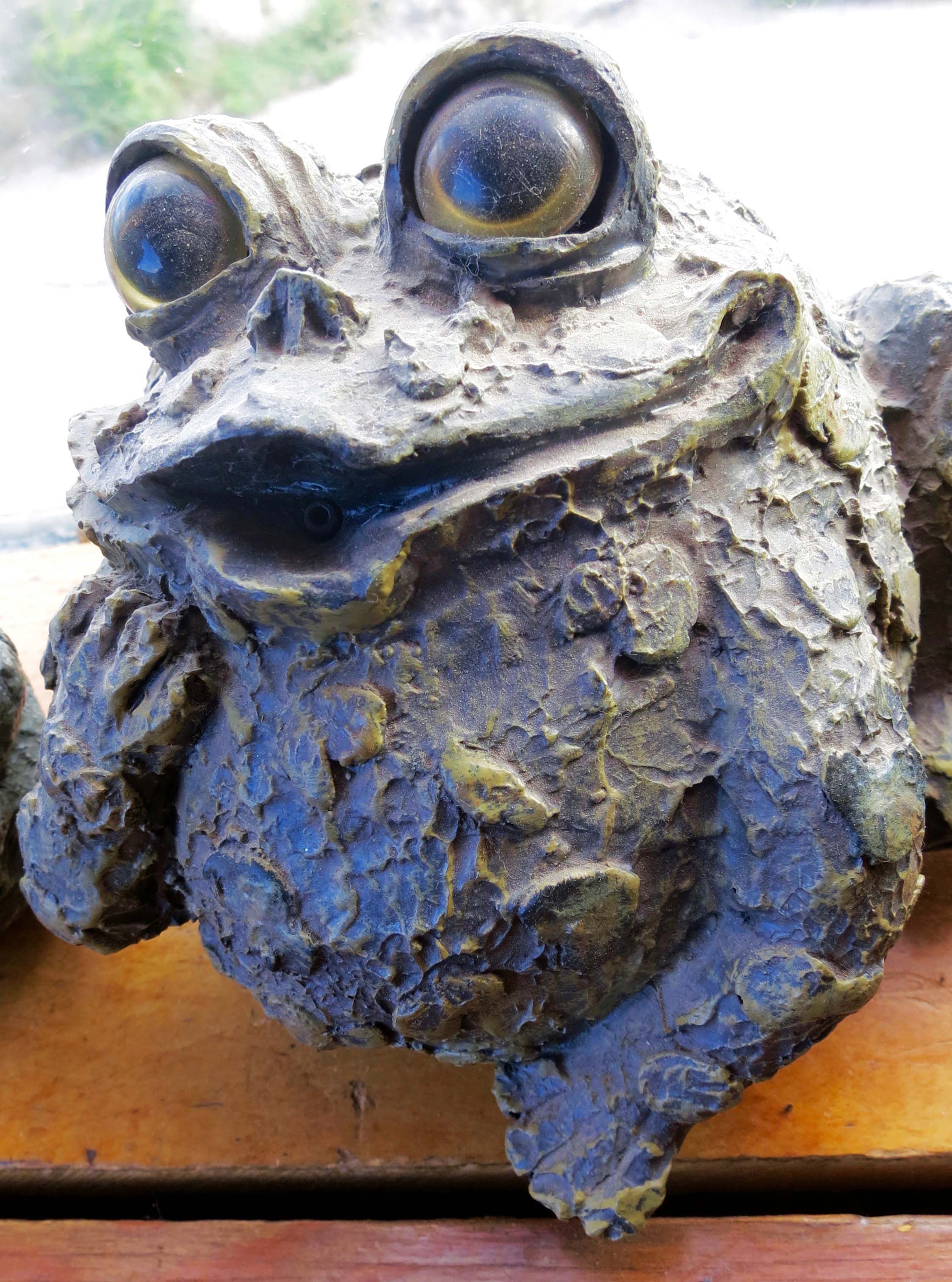 Toat River Lodge Toad