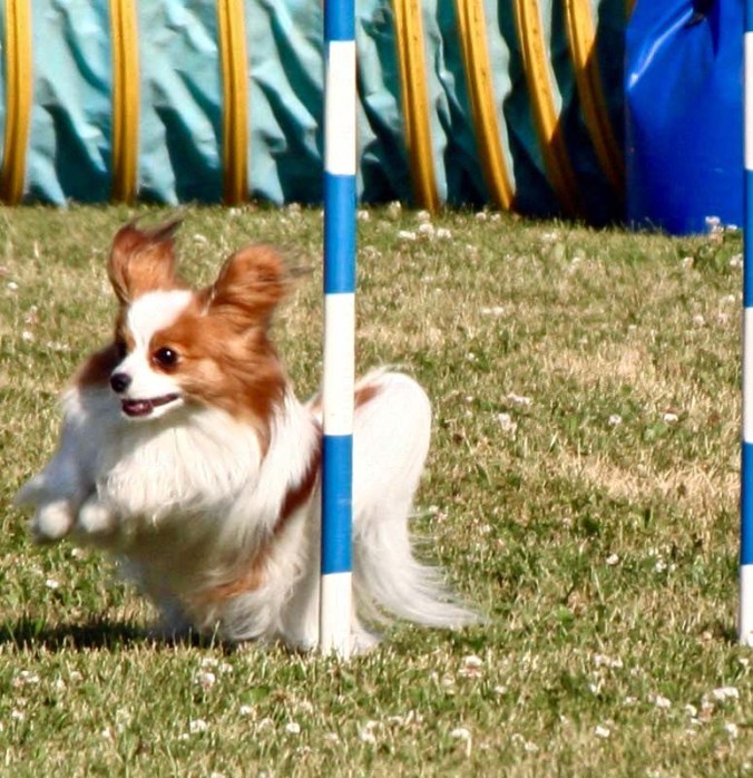 Weaving dog agility trials in Quesnel, BC