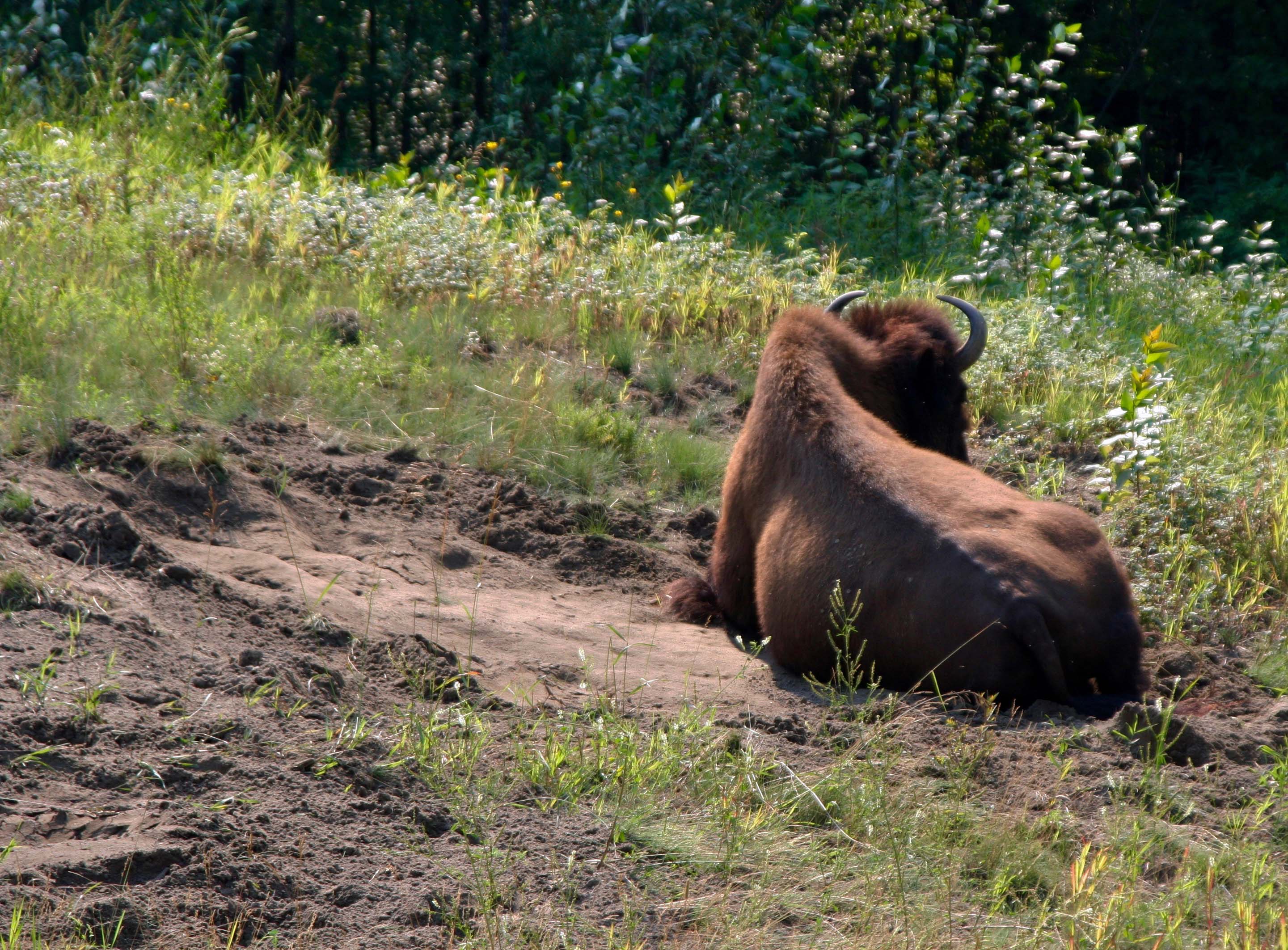 Woodland Bison and wallow in BC