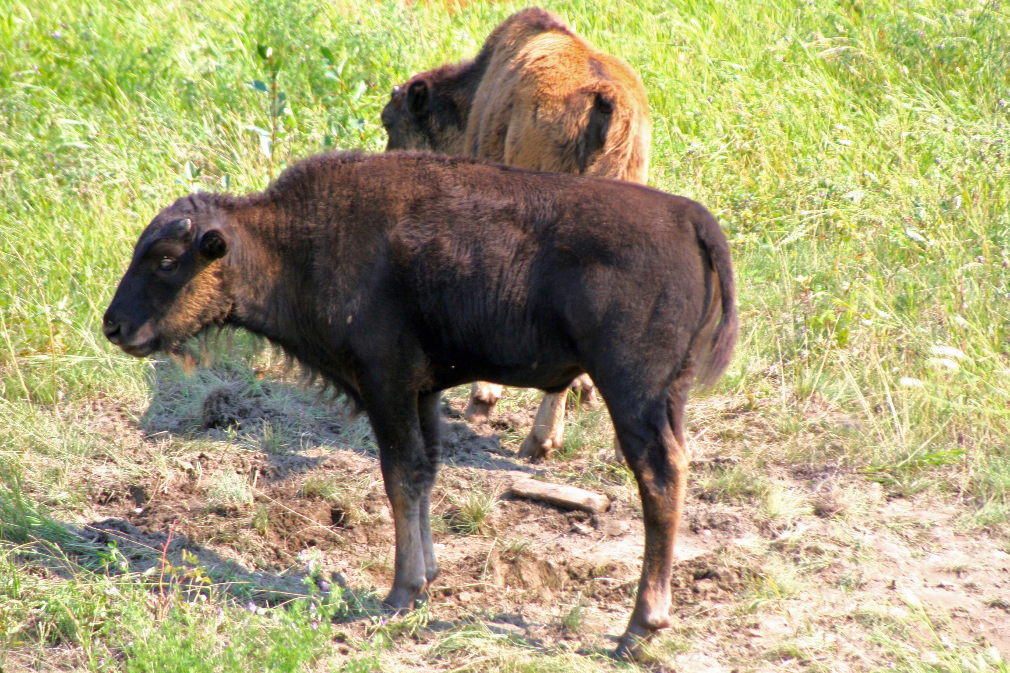Woodland bison calves