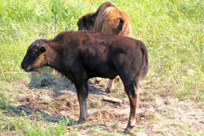 Woodland bison calves