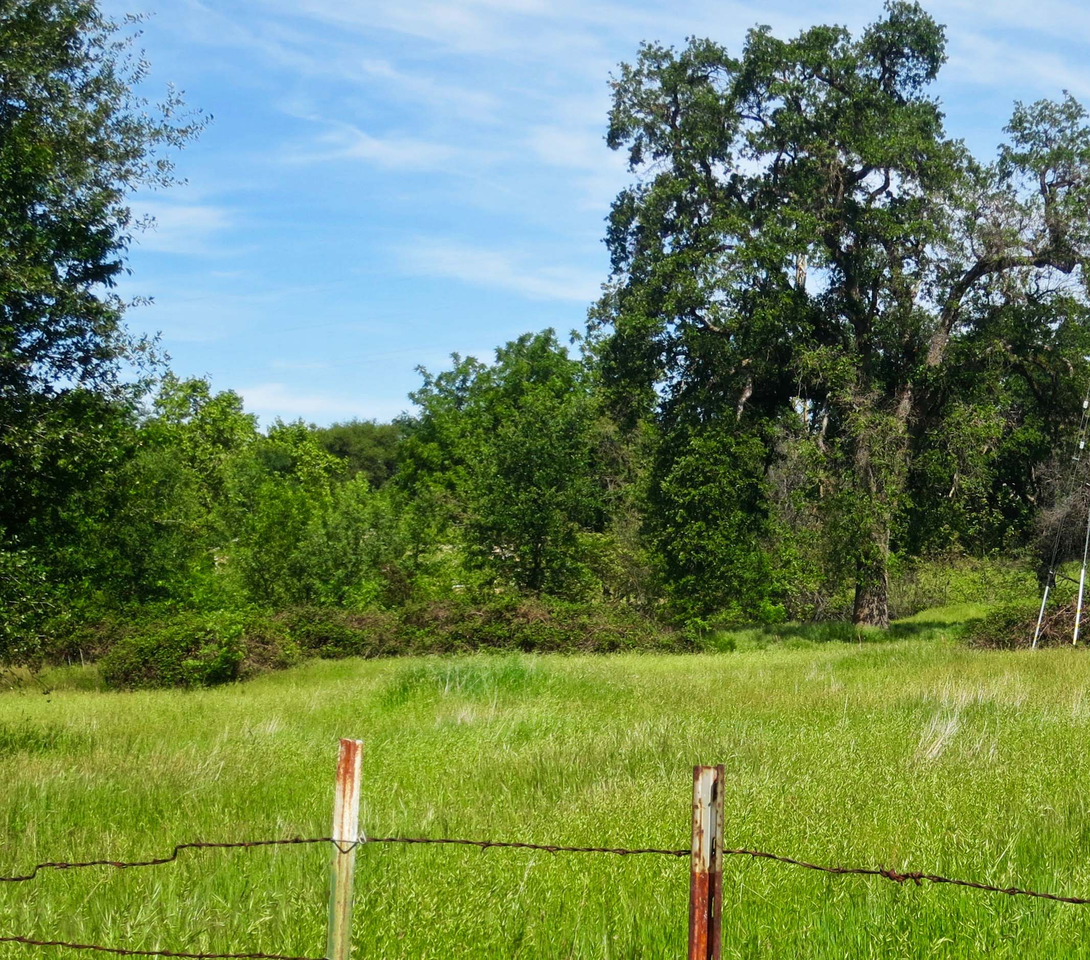 Woods in Diamond Springs, CA