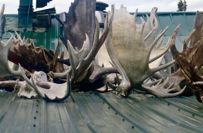 Antlers on roof, White River, Yukon
