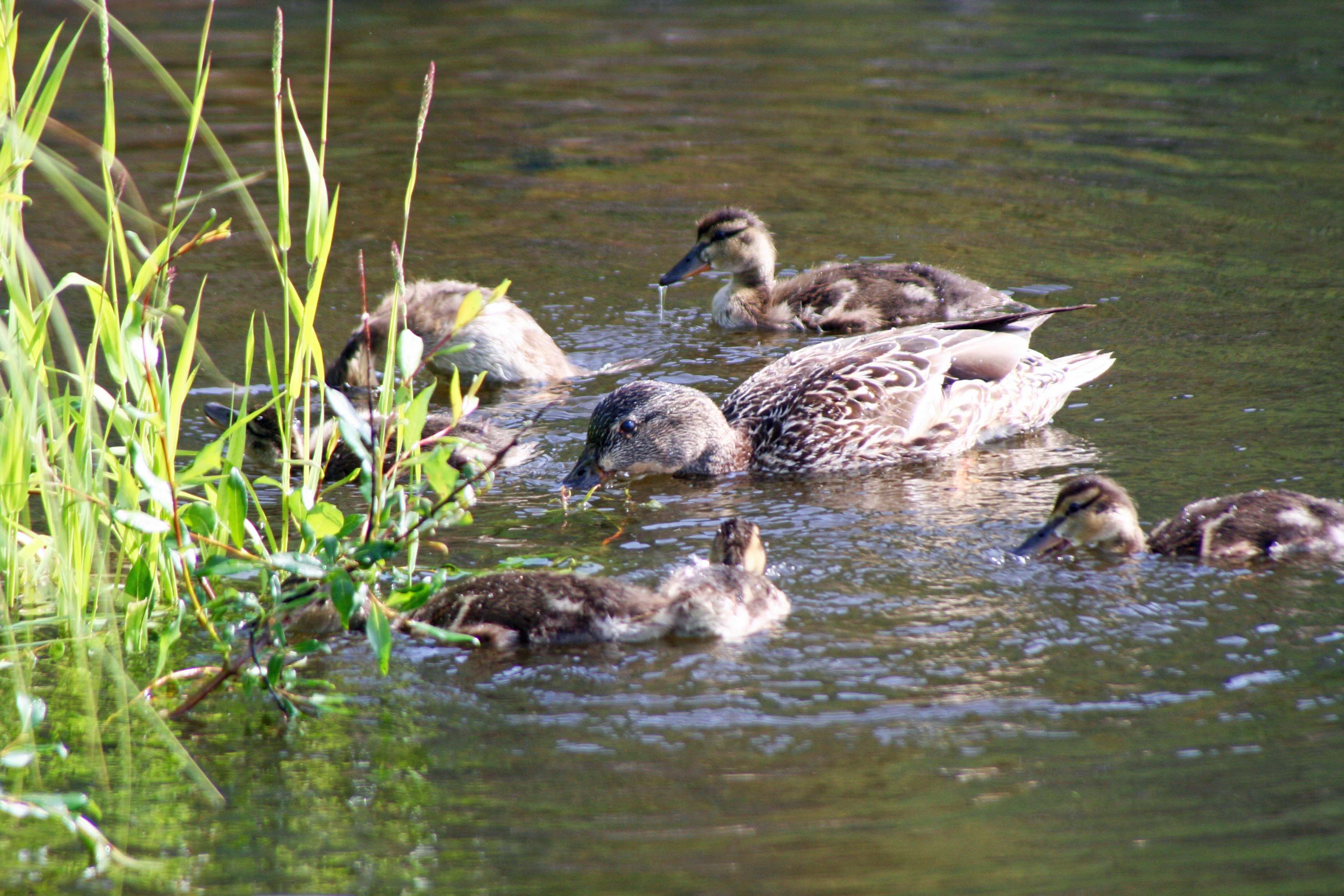 Duck family in Yukon Territory