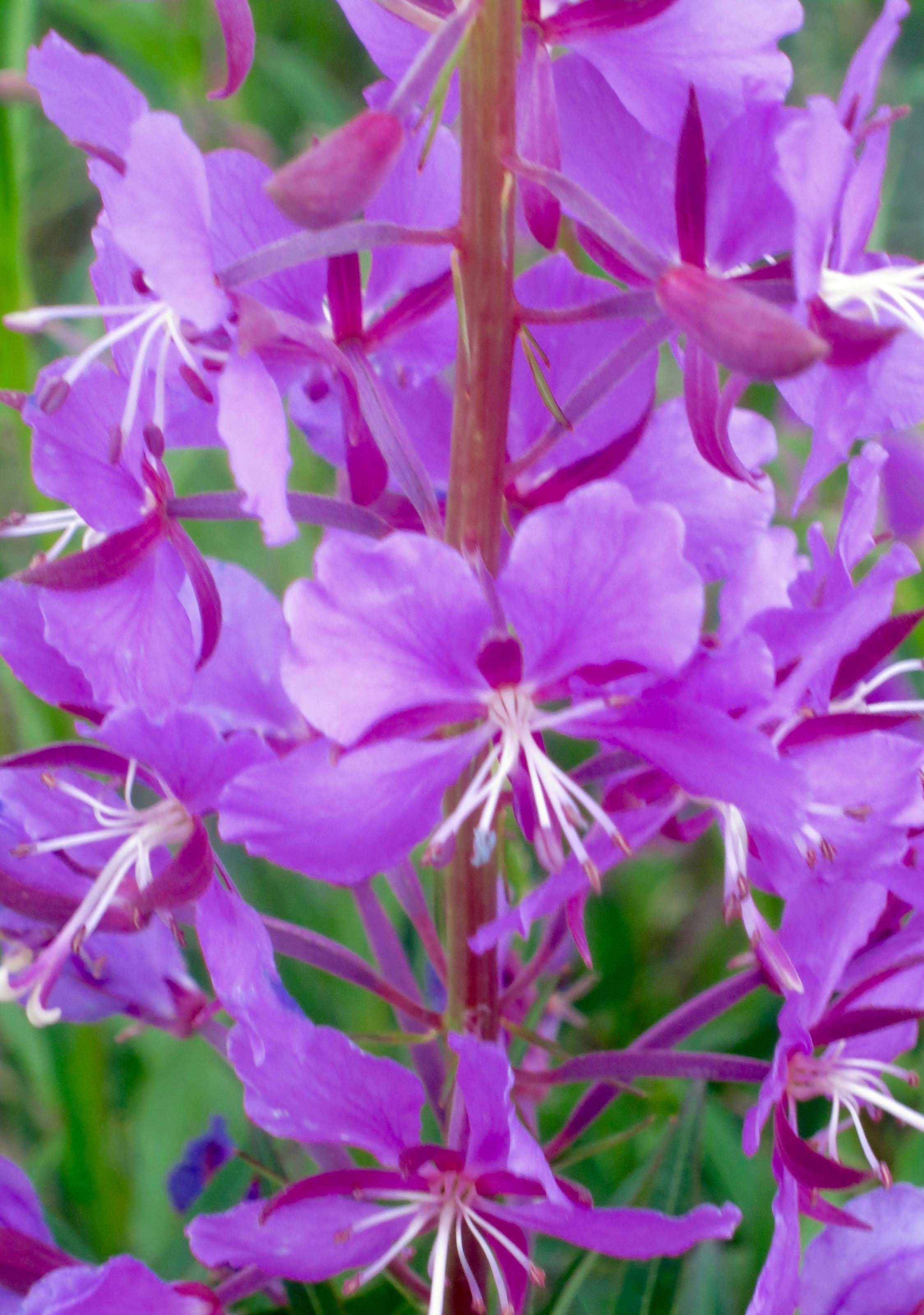Fireweed along Alaska Highway