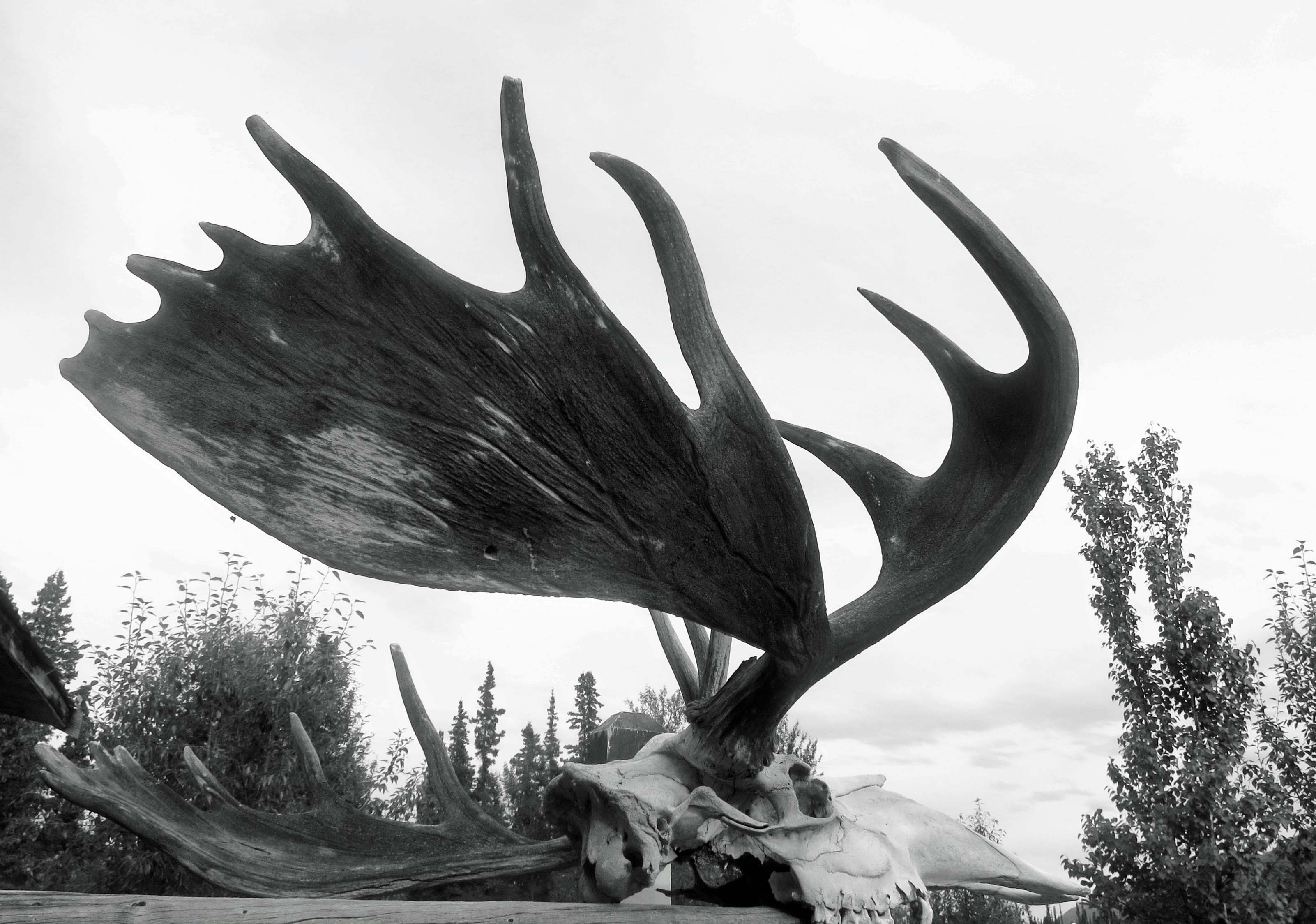 Moose antlers, Yukon Territory