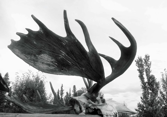 Moose antlers, Yukon Territory
