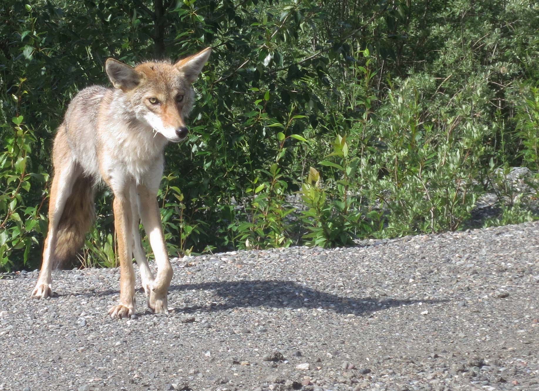 Skinny Coyote