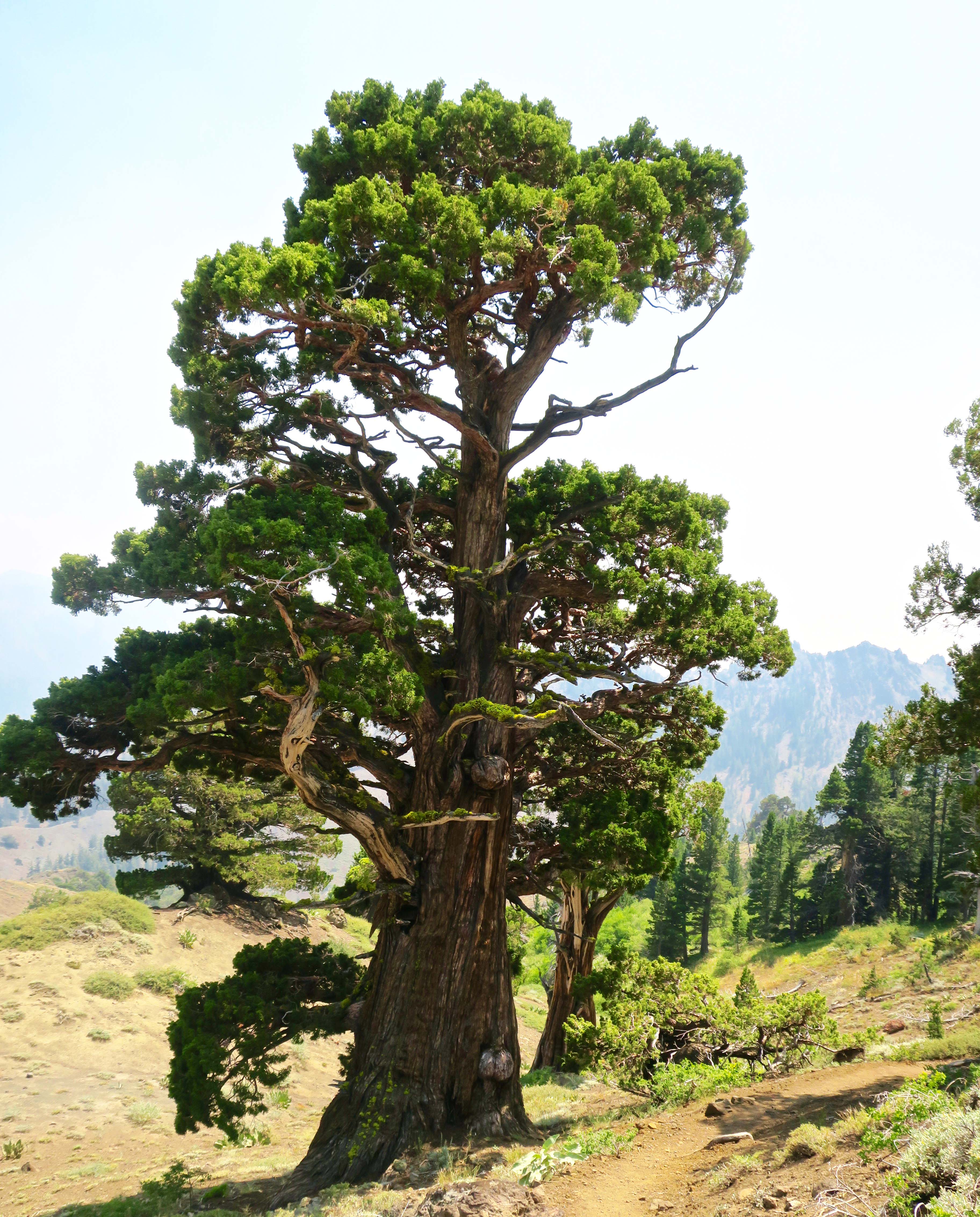 Stunning Rocks and Gorgeous Junipers… The PCT through the