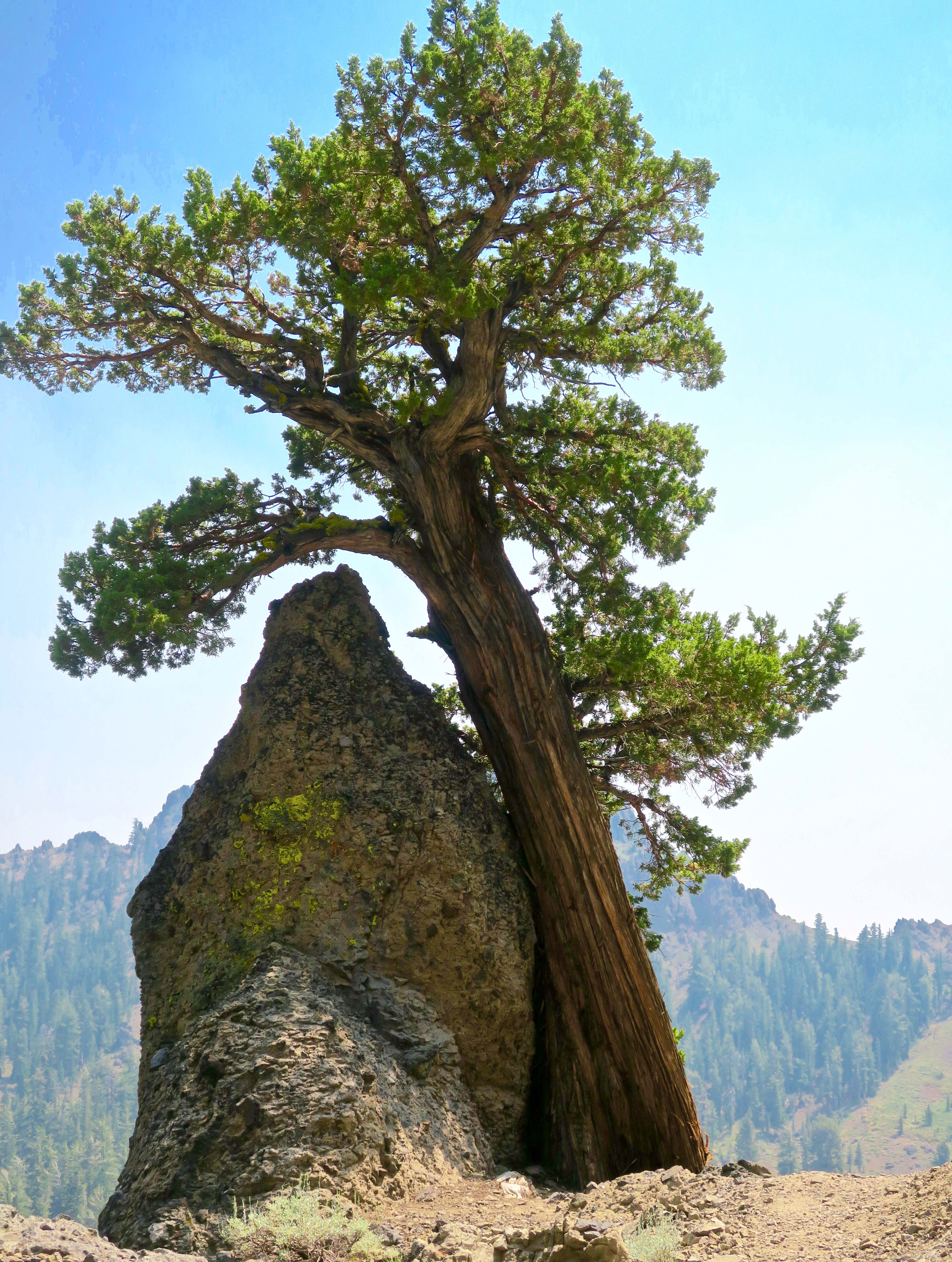 Stunning Rocks and Gorgeous Junipers… The PCT through the