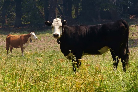 Cattle in the Carson Iceberg Wilderness.