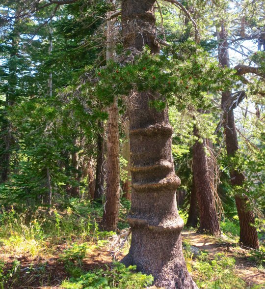 Tree along the PCT in Carson Iceberg Wilderness with scars caused by barbed wire.