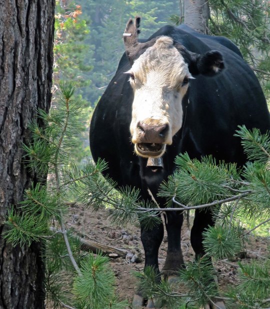 Cow along the PCT in the Carson Iceberg Wilderness