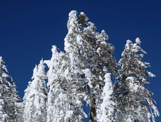 Snow covered trees along the PCT near Mt. Ashland.