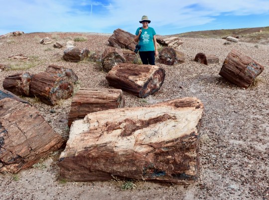 Photo demonstrates the sheer quantity of petrified wood in Petrified Forest National Park.