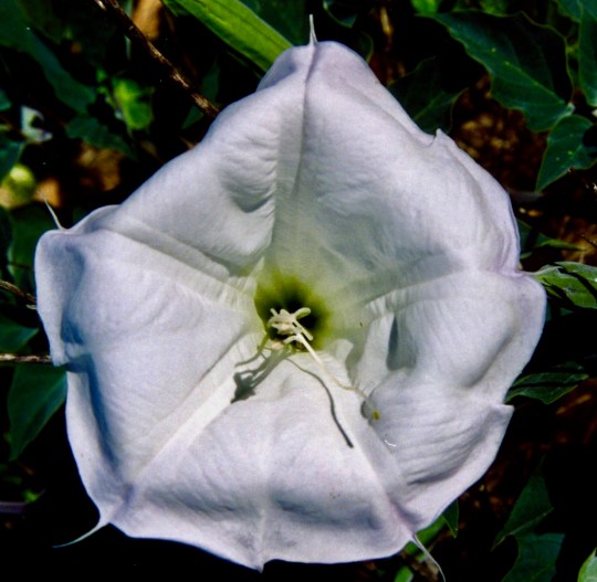 To supplement a painting by Georgia O'Keefe