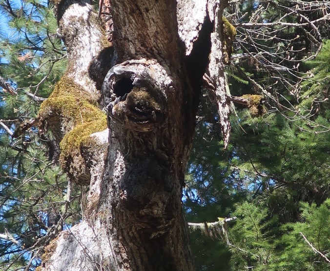 When Scary Trees Live in Your Neighborhood… A Walk on the Wild Side ...