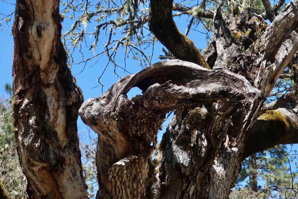 When Scary Trees Live in Your Neighborhood… A Walk on the Wild Side ...