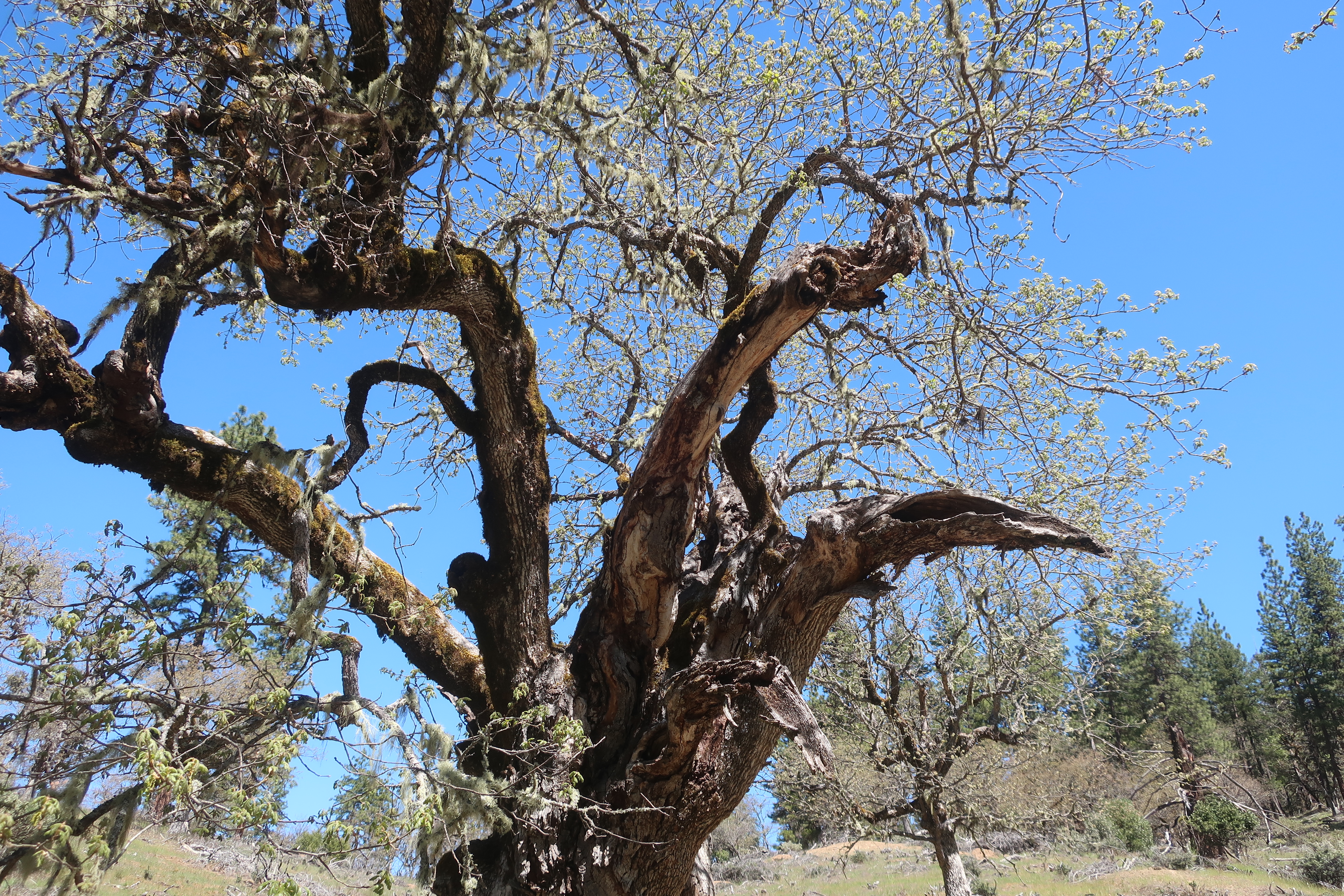 When Scary Trees Live in Your Neighborhood… A Walk on the Wild Side ...