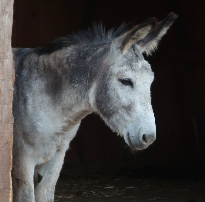 Photo of donkey at the Open Air Museum of Germany's Black Forest taken by photographer, Curt Mekemson.
