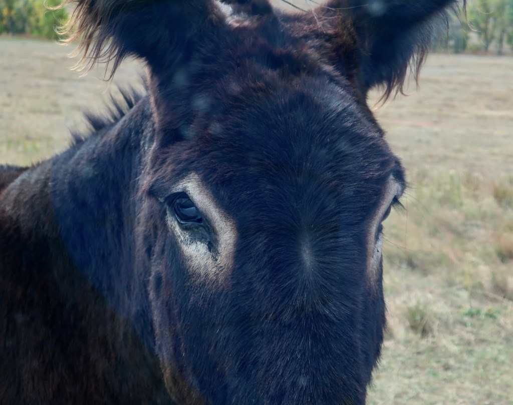Photo of donkey bandit in Custer State Park by Peggy Mekemson.