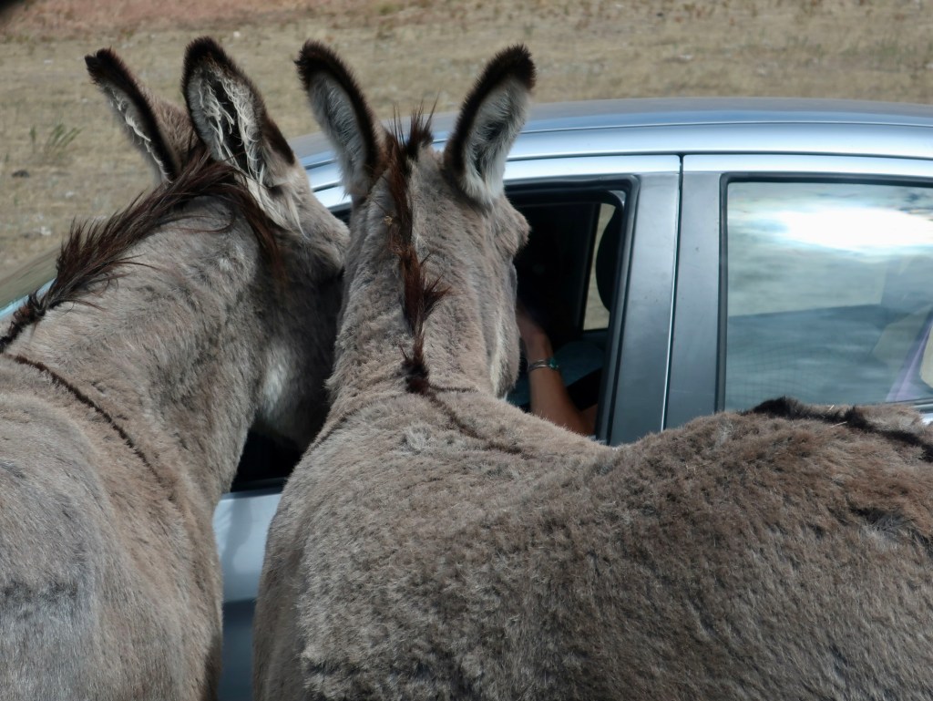 Photo of two donkeys with both their heads sticking in a driver's side window by photographer Curt Mekemson.