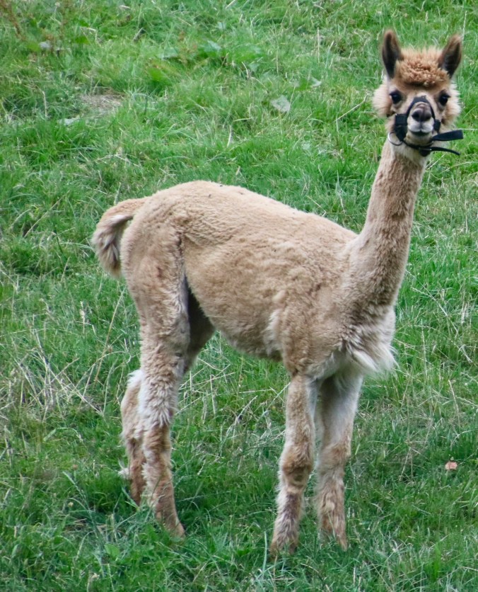 Phot of Llama in Germany's Black Forest by Curt Mekemson.