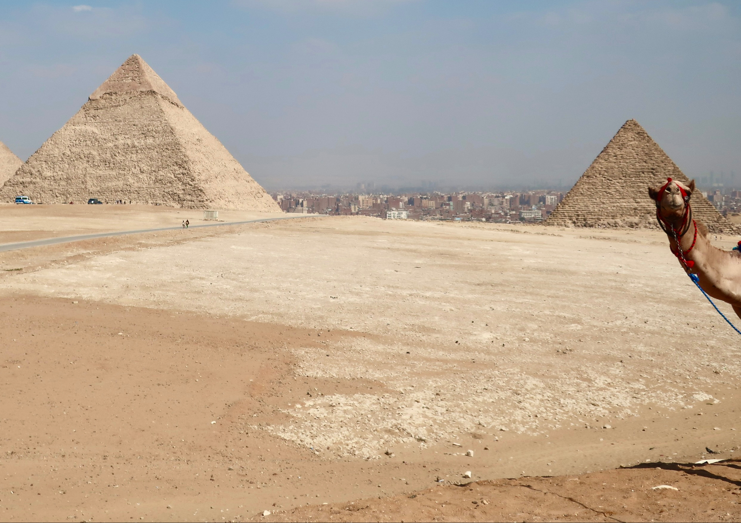 Photo of camel photobombing a picture of the pyramids by photographer Curt Mekemson.