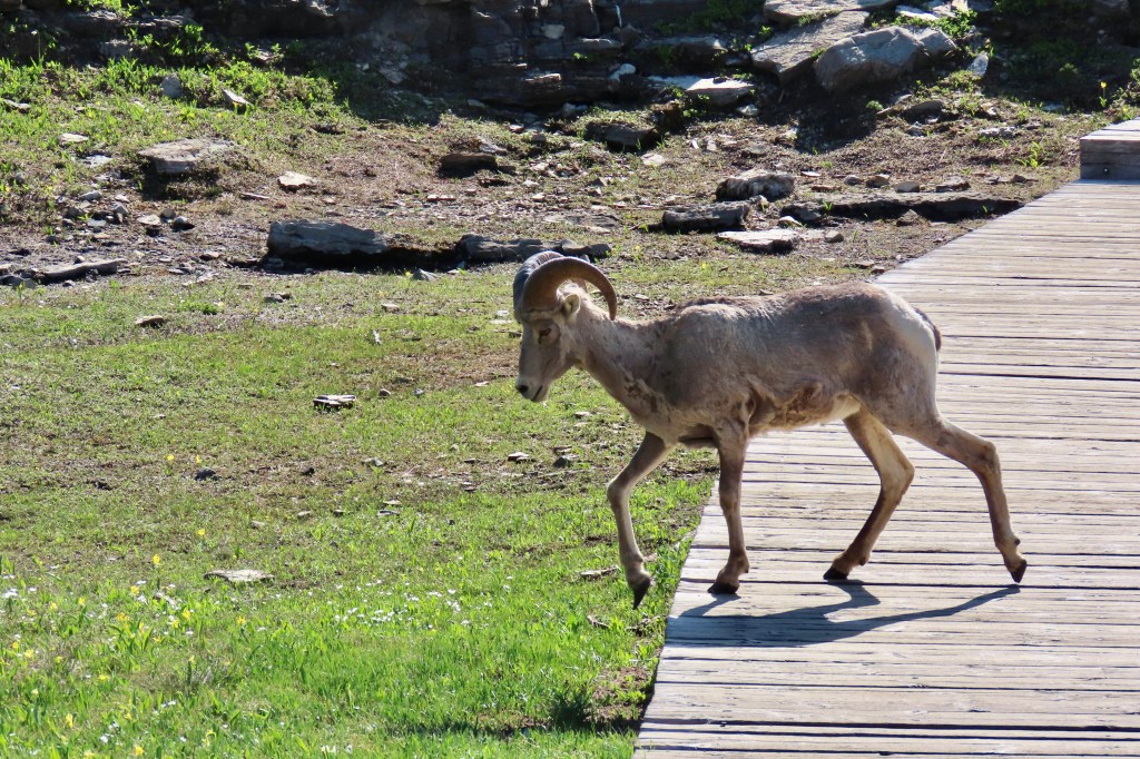 Photos of Glacier National Park taken by Curt and Peggy Mekemson.