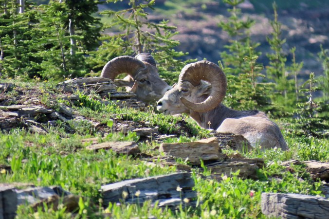Photos of Glacier National Park by Curt and Peggy Mekemson