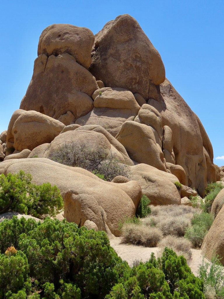 Weird Trees and Gorgeous Rocks… Joshua Tree National Park | Wandering ...