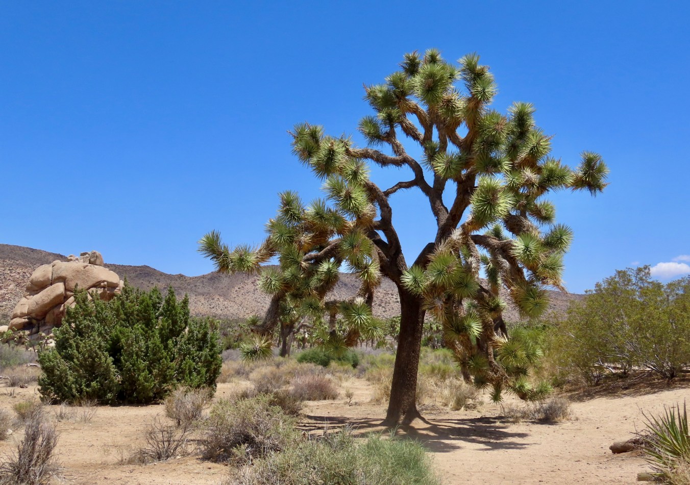 Weird Trees and Gorgeous Rocks… Joshua Tree National Park | Wandering ...