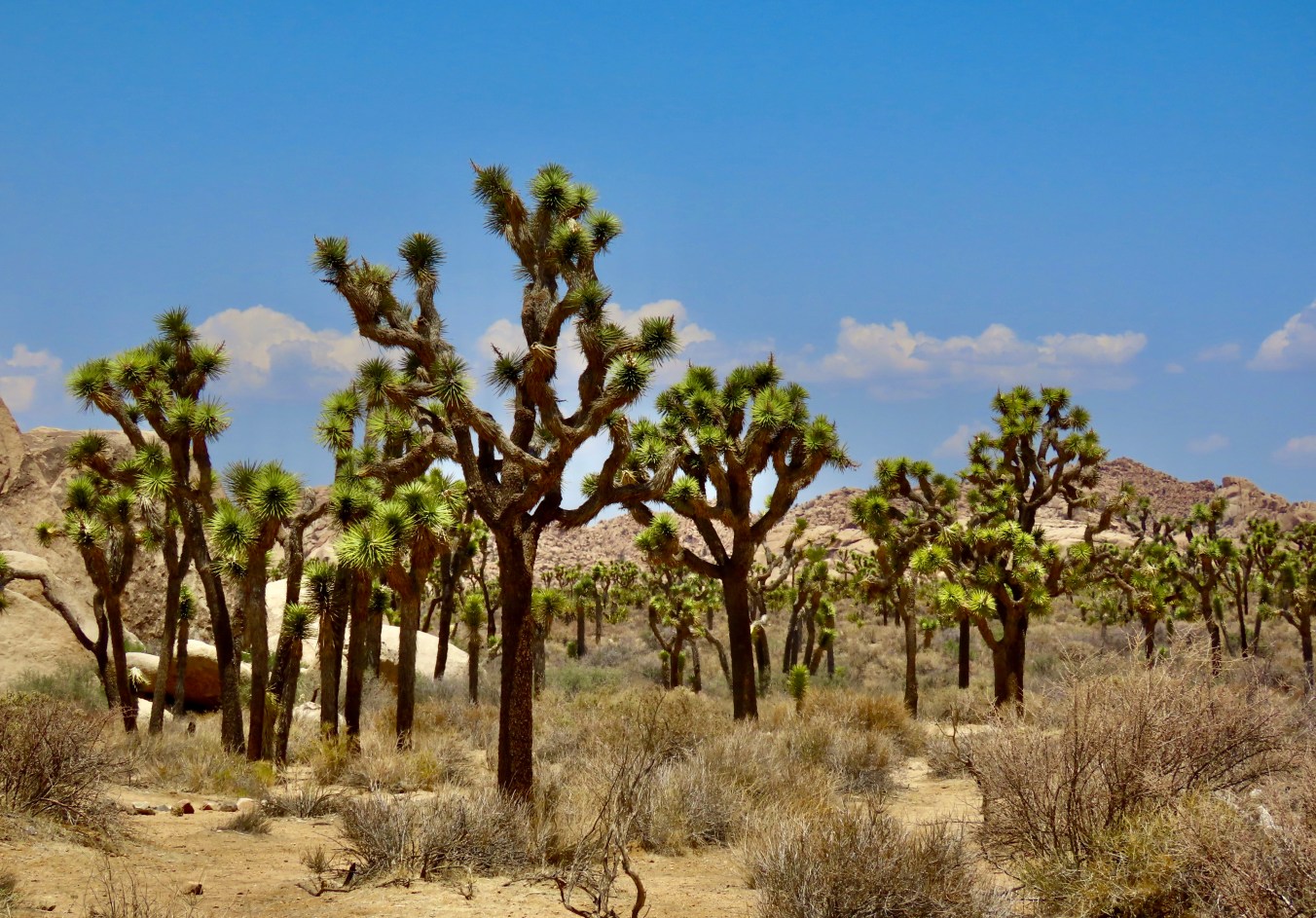 Weird Trees and Gorgeous Rocks… Joshua Tree National Park | Wandering ...